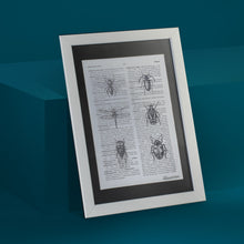 Load image into Gallery viewer, Entomology Framed Art Print